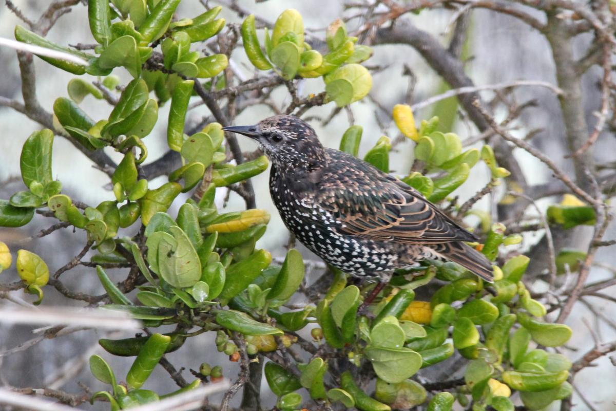 Common Starling (Sturnus vulgaris)